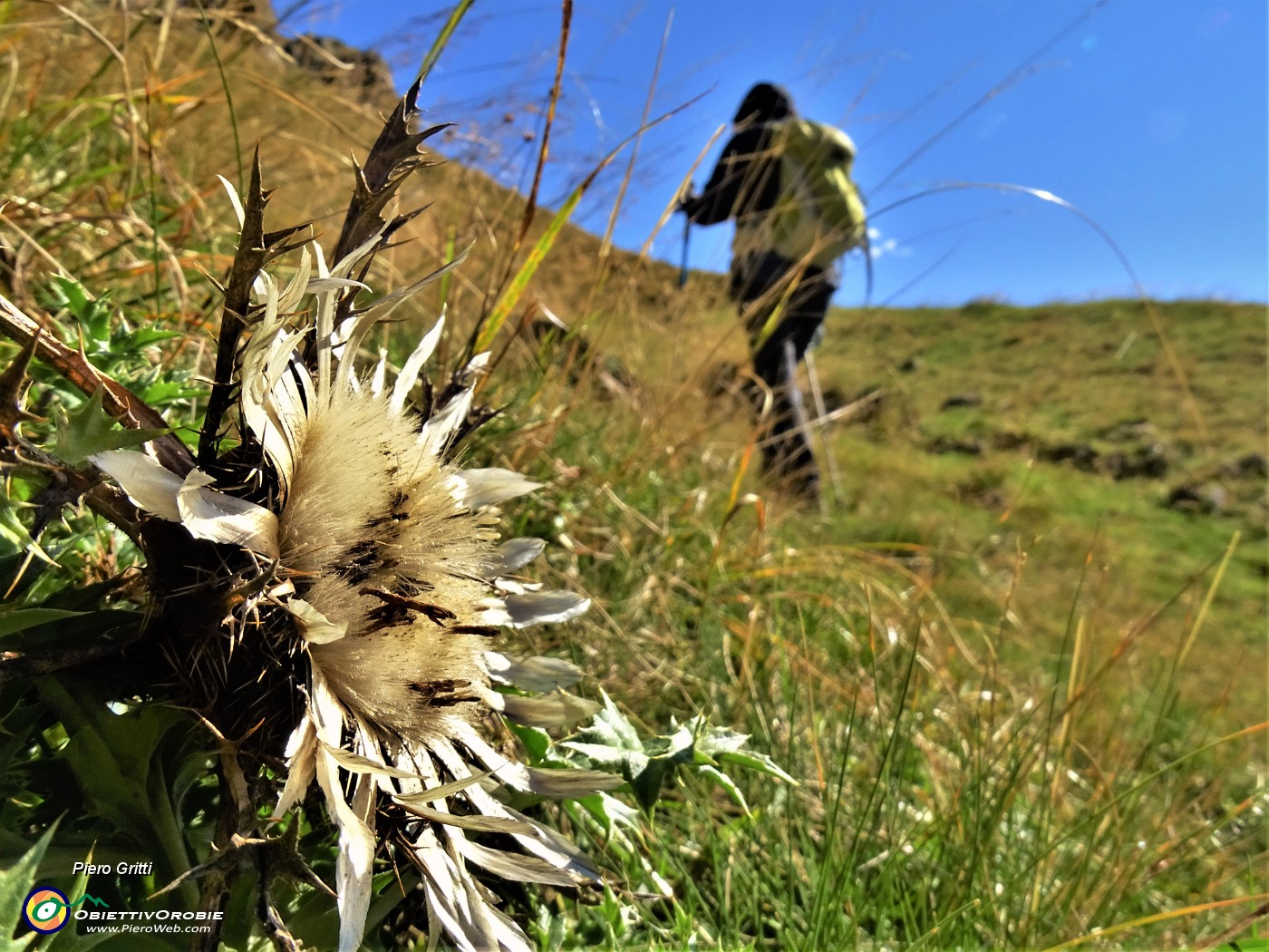 22 Carlina acaulis (Carlina bianca).JPG